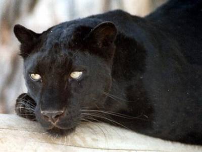 il et trop beau