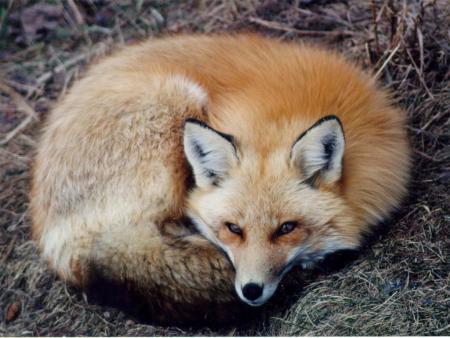 jaime aussi les renard
